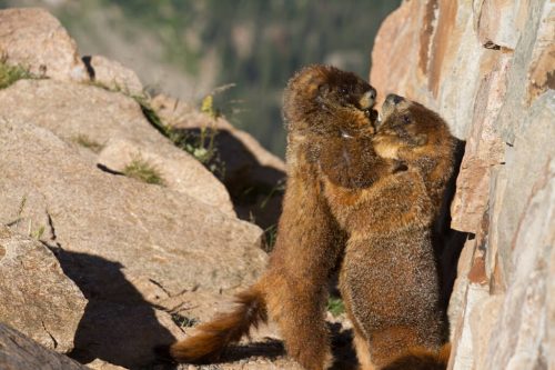 marmots in rocky mountain national park