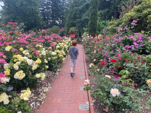 Portland international rose test gardens with kids