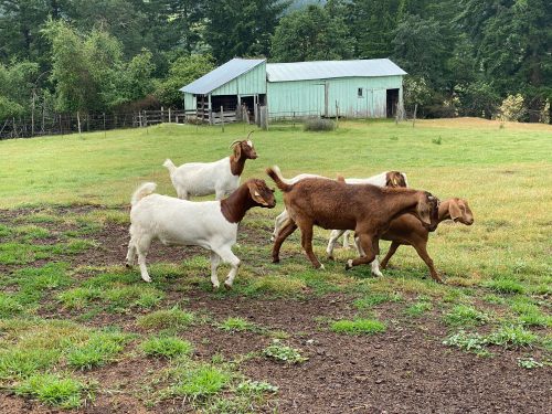Goats at lavendar valley farms