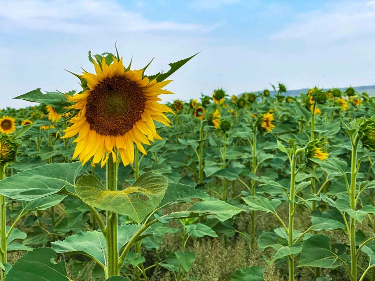 north dakota sunflowers regent