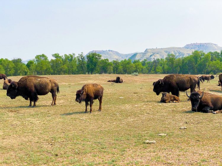 Theodore roosevelt bison herd