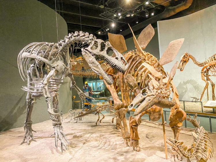 dinosaurs at downtown denver museum of nature and science with kids