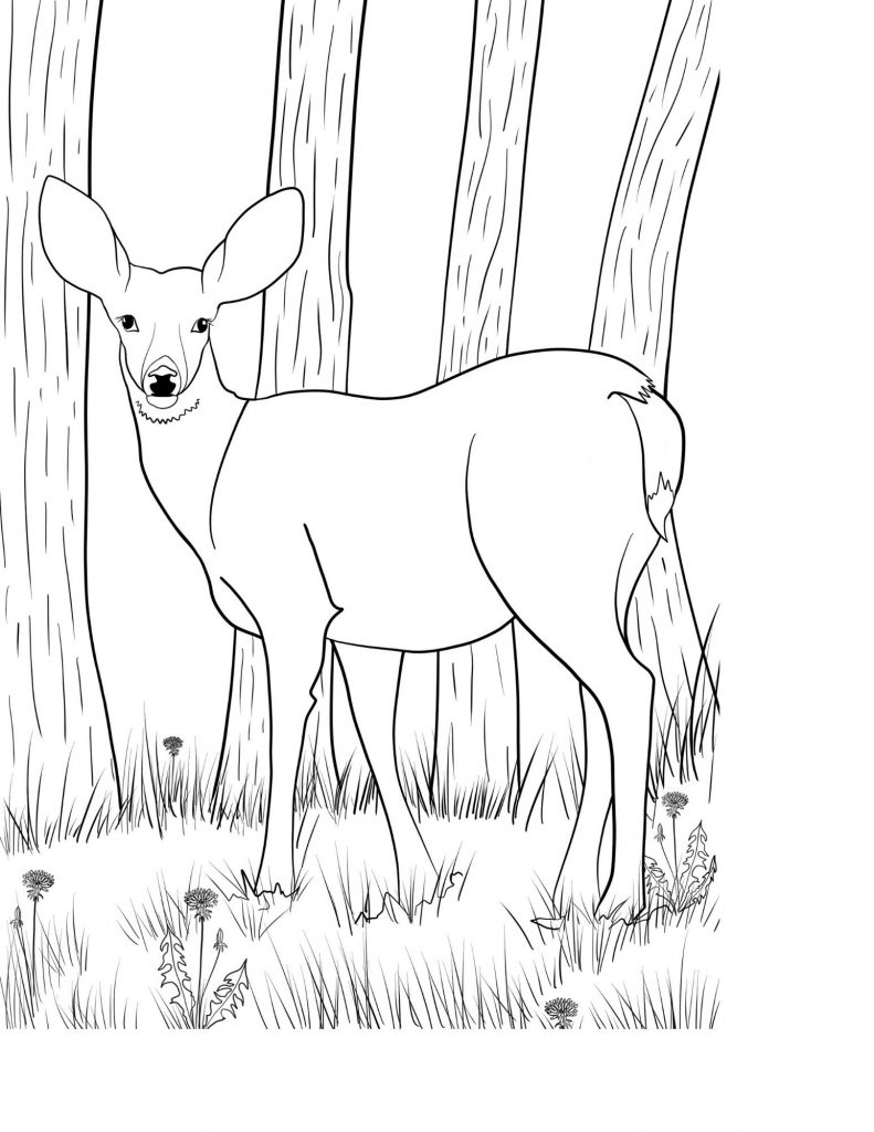 Free DEER coloring page for camping