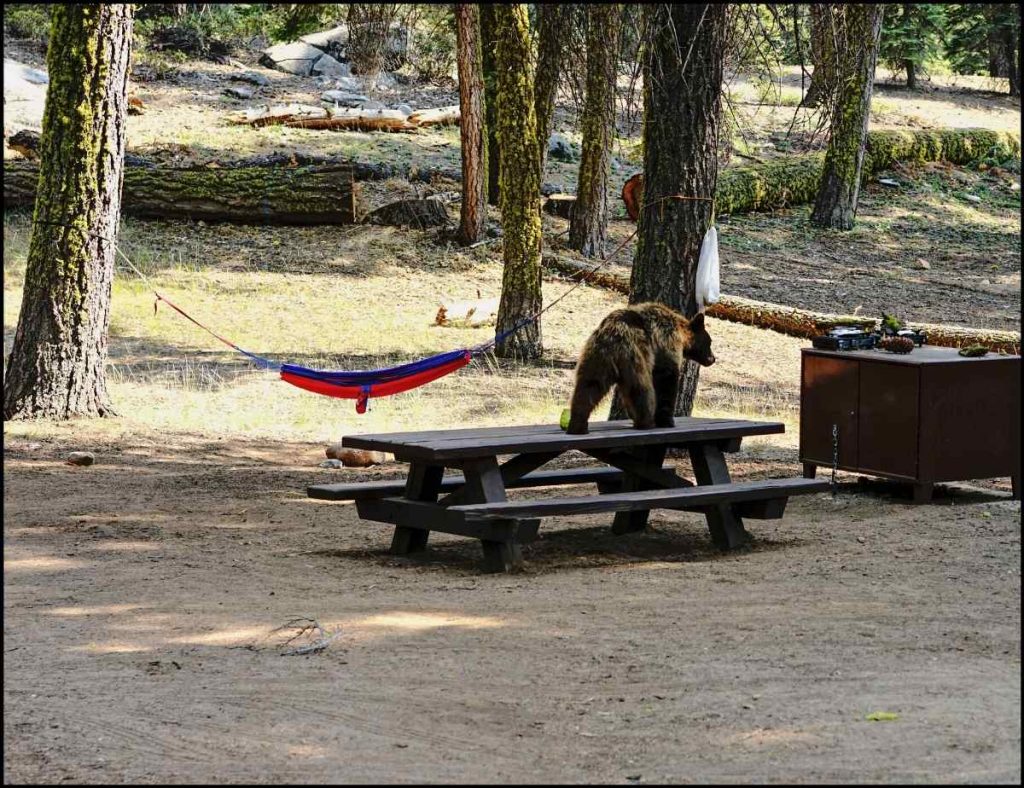 bear at campground
