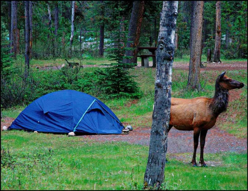 elk in campground