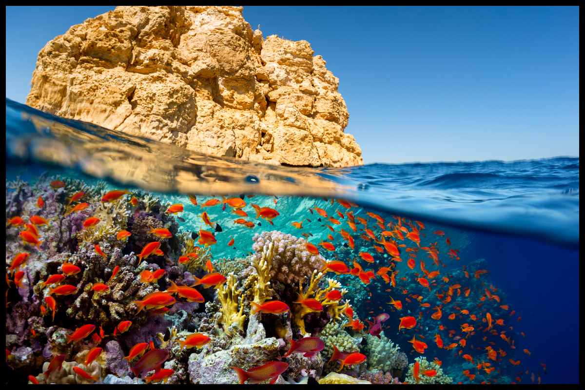 snorkeling red sea